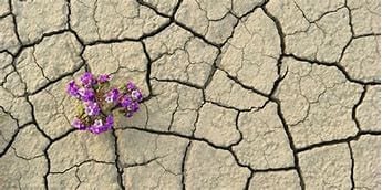 A barren land with a purple flower growing